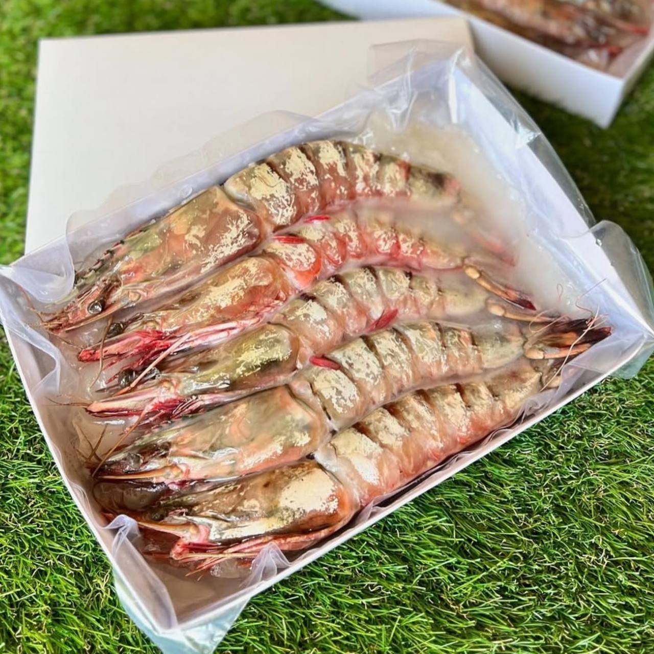 Креветка Тигровая